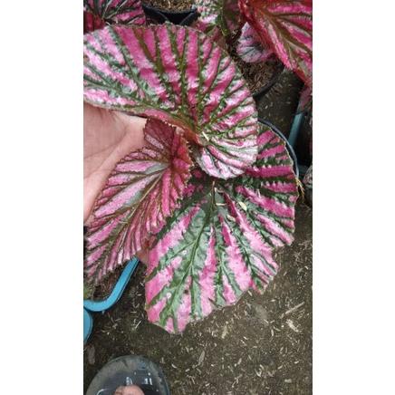 Best - Bunga Begonia Rex Walet - Rex Wallet - Tanaman Hias Nail Daun - Tanaman Hidup