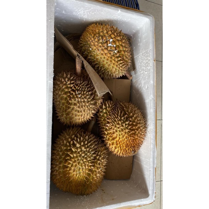 Durian Montong Palu Utuh