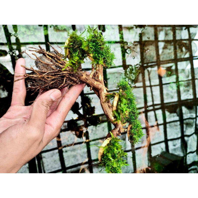 bonsai aquascape kayu sengani