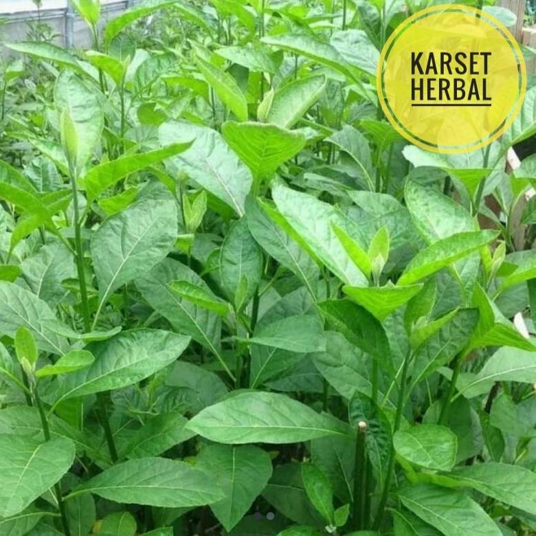 

>XG34448< daun afrika segar | 500 gram daun sambung nyawa segar | herbal diabetes dll