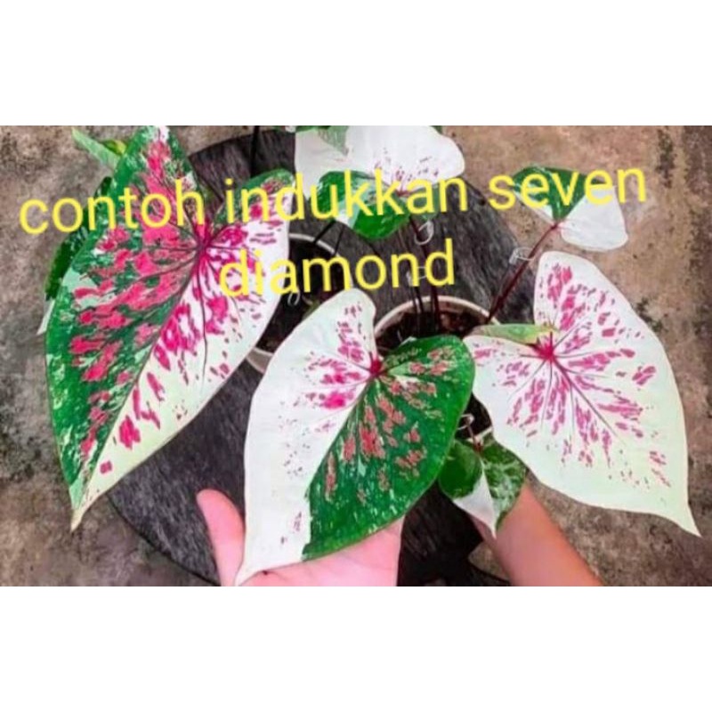 caladium seven diamond