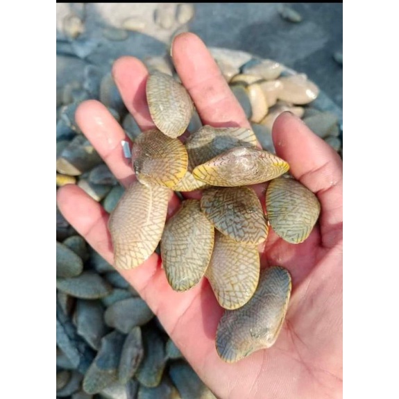 

Kerang Batik Fresh Beku RJ Fish