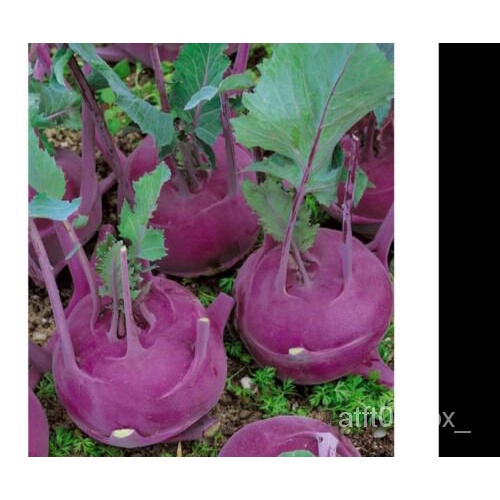 

พดBenih500มVienna-GranulลPenanaman Organikัุนธเ-Kohlrabi-Ungu-Amerika็์Non-transgene- AFC7