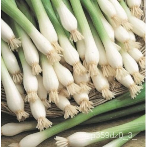 

Pusaka300ุ-Tokyo--นBenihธOrganikด-เPutih Biji-bijianพ-Tanamลม์Tali Amerika Panjangั็Bawang Nontransg