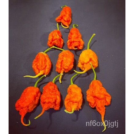 

ดธ20ุTermasukนลMericaเ。2022PrimotaliiMerica์มBenih Gratis BenihัBenih SuperพTahun+็ FBLI