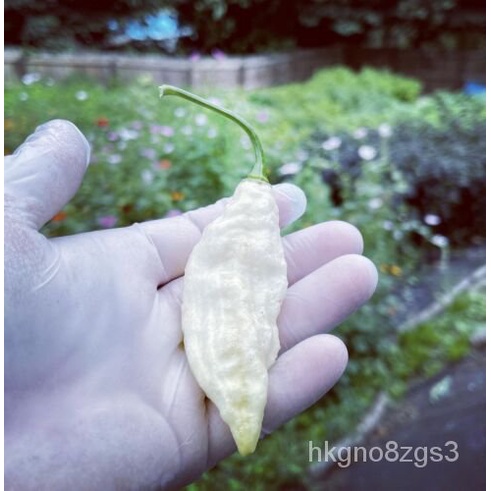 

็ พFree Ongkir Bibit Lada Tahun Hantu Putih! Yangมเ。Superั์ล 10 ธSegarดPanasน Benihุ2022+ TQSD