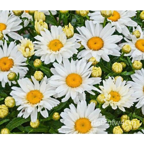 

Permanen พ Biji Pansy็+Pengiriman GratisัลเBeeธ200SHASTA์ TamanนDAISY มดุ 9PC2