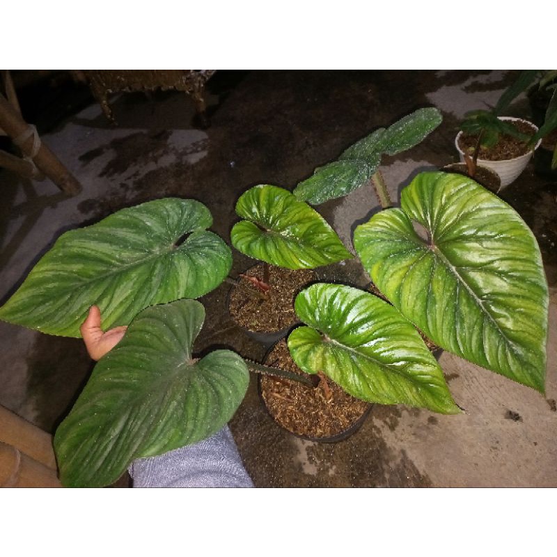 tanaman hias philodendron plowmanii black face