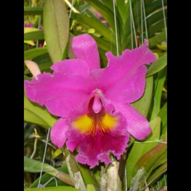 anggrek catleya hibrid