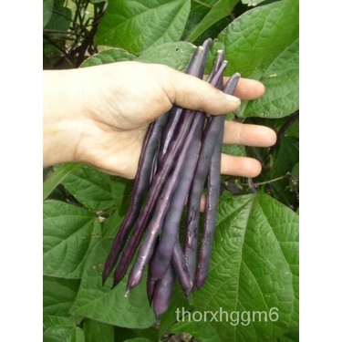 

ัดพ Vulgarisุ* PODม ์40 ็BEAN PURPLE Shippin ธPhaseolus KacangนลเSayuran Biji PolosROYAL V9IK