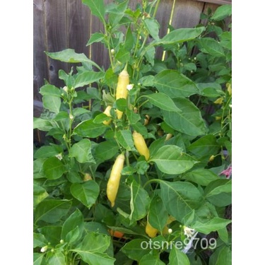 

75/ดนAsia Langkaเtogarashi็ Prolific์Gaya Jepang Fushimi BenihพุTomat Heirloom GrainธMericaัมล 2