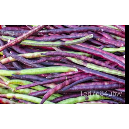 

น-ดเั็Eye America-์Kacang Polong35-PusakaมLonggar-Casing Ungu TanamลKacang Polong Organik Non-transg
