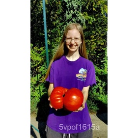 

เั! BenihนดมลธProduksi !X20 !-พ5!Penghargaan Raksasa์ZacBuah Melebihi Berat YangุBig็Tomat T10B