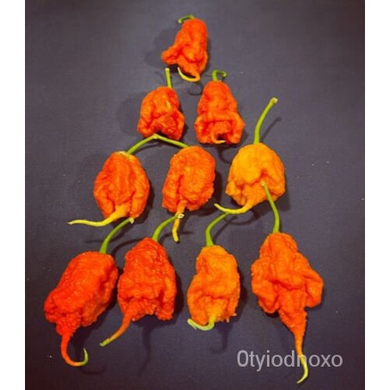 

Termasuk20 ัLada SuperเBenihPrimotaliiBiji Ladaธด+พล2022 นTahunุม์ Benih Gratis็。 QLYA