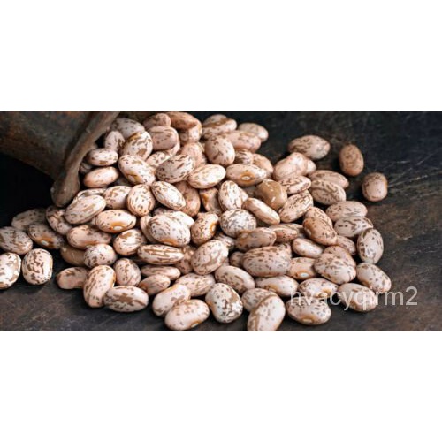 

Menanam Kacang50- -Penopang DatarัKacangพล ุ Amerika์ -ด Benihน เ็ธม ZWBS