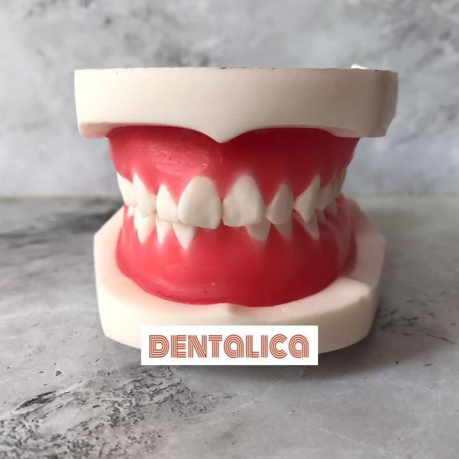 Dental model study orthodontic typodont wax ortho