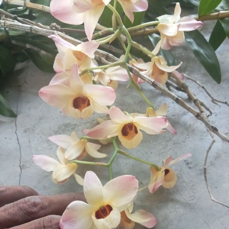 Anggrek dendrobium moscatum