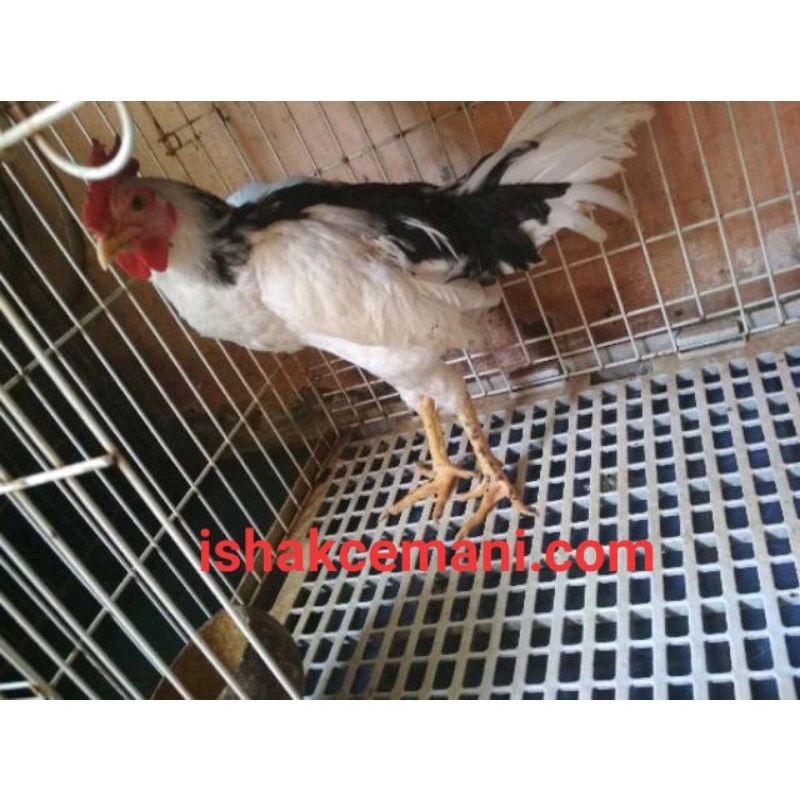 Ayam Tulak Jantan Dewasa  Wajib Baca Diskripsi