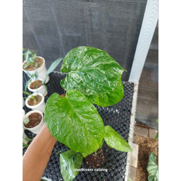 amydrium medium variegata real pict