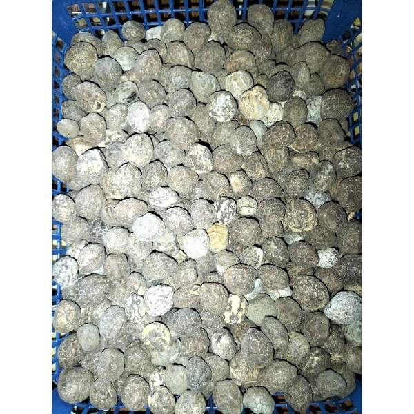 

Kemiri bulat utuh masih ada batoknya 1 kg