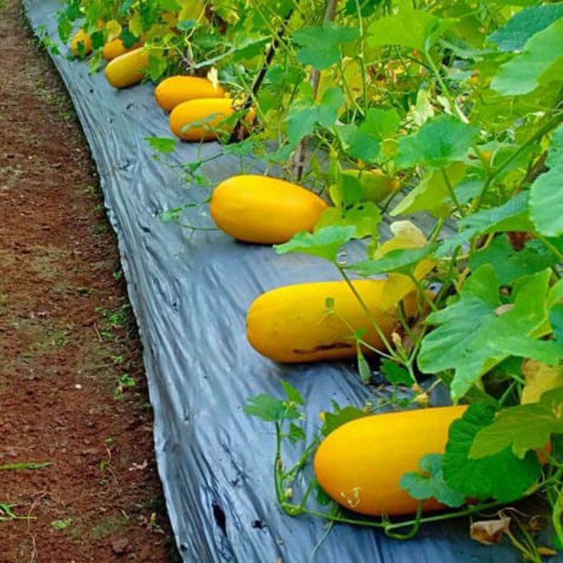 8 benih/ bibit super timun suri