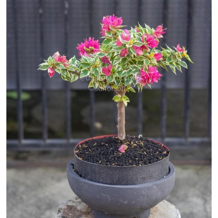 

Best Seller Tanaman Bonsai Bunga Bougenville Varigata - Tanaman Bonsai 3 Warna