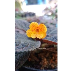 Episcia import Checker board (bunga kuning polkadot)