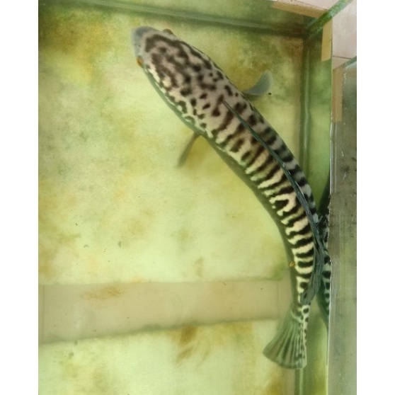 ➳➵✻ gabus Toman 19_ 20cm/aquarium Ready