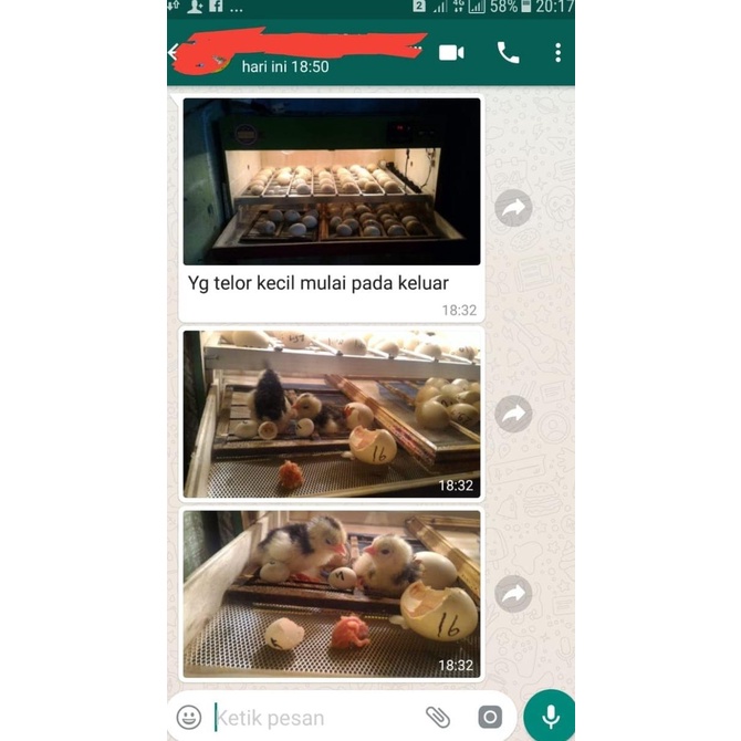 Mesin Penetas Telur Full Otomatis Kapasitas 100 Butir Telur Ayam Bebek