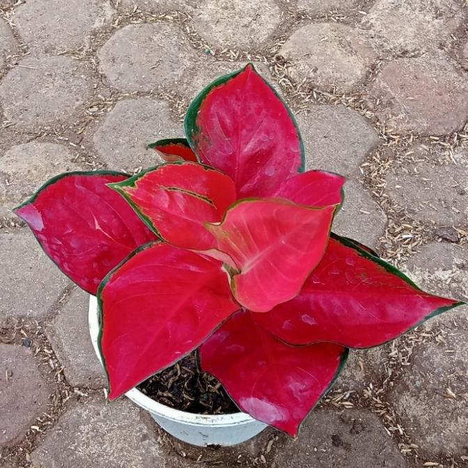 Aglonema suksom special jumbo