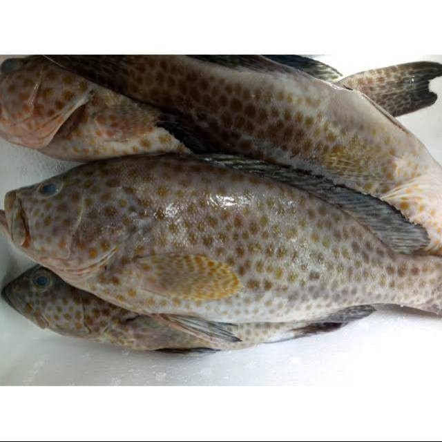 

Kerapu / 500 gram