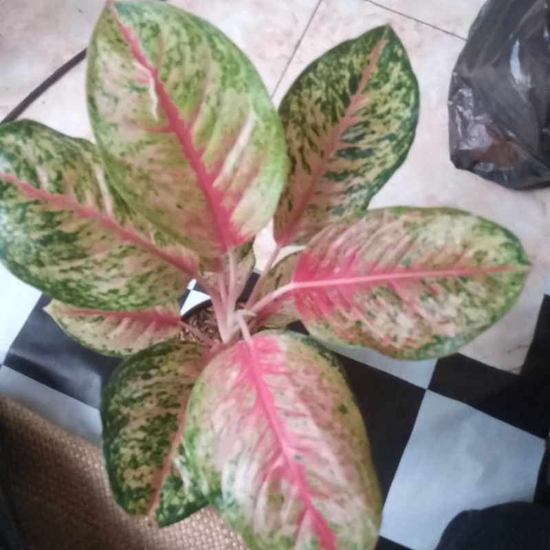 aglonema sweet dream