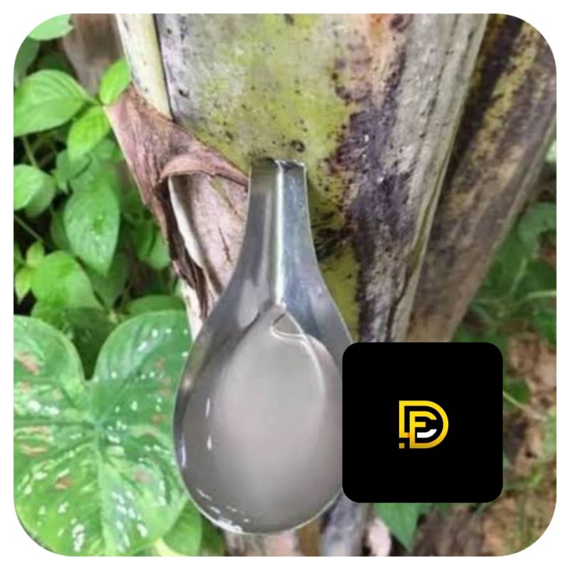 

Getah pohon pisang asli getah pisang murni-az