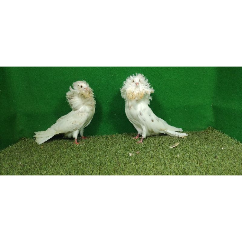 merpati hias jacobin