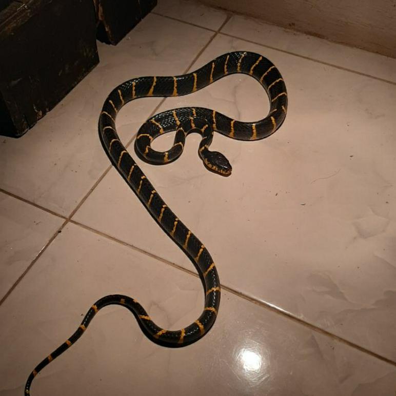 Terbaru Boiga Dendrophila Ular Cincin Emas