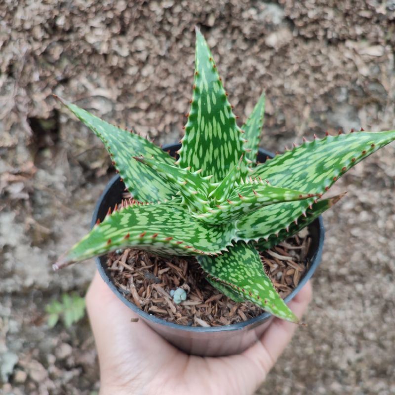 Aloe Somaliensis | DP 10 Cm | Aloe