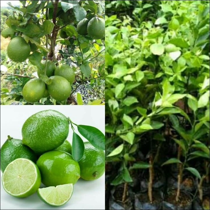 Bibit Tanaman Jeruk Nipis pohon Jeruk Nipis Okulasi