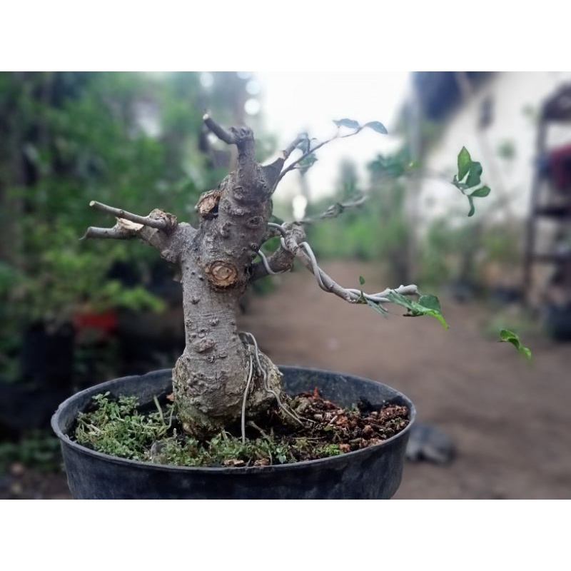 bonsai streblus asper (SERUT) Mame - smoll