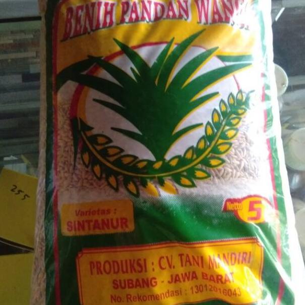 Belanja Bibit Padi Pandan Wangi