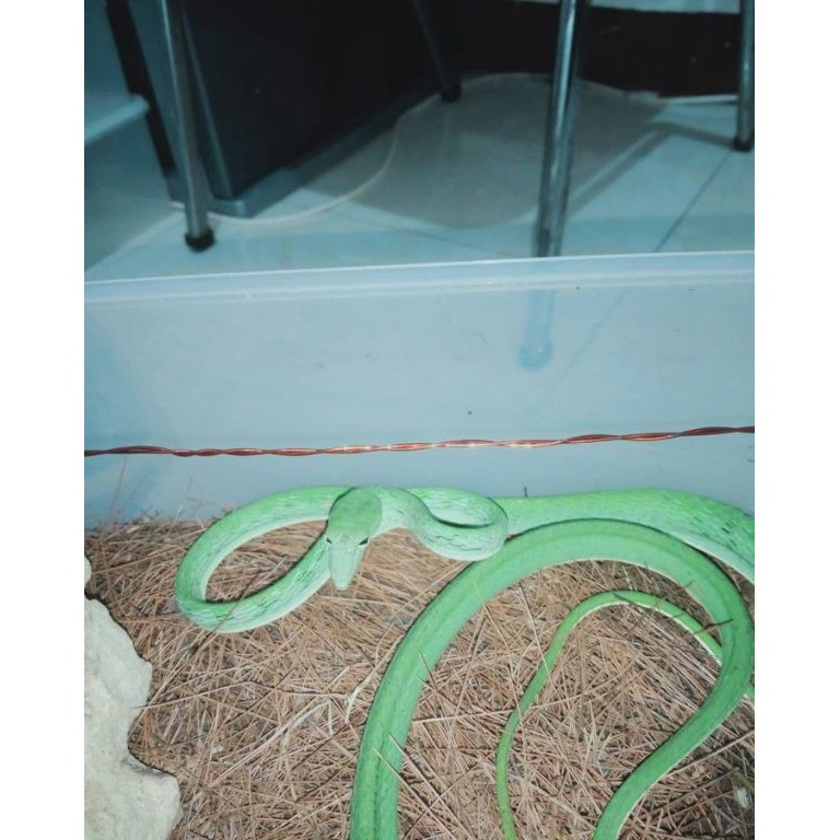 [KODE U80S] ular pucuk 5 Ekor ya