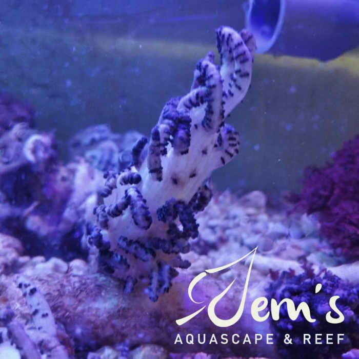 Terlaris Coral Seroja Natal (Christmas Tree Coral)