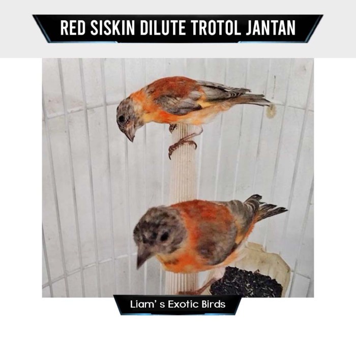 Burung Red Siskin Dilute Trotol Jantan