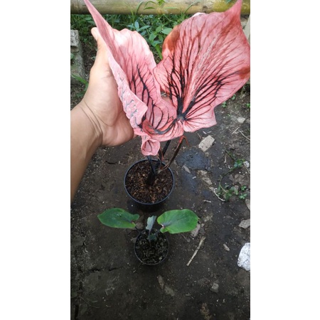 keladi Mahesa Jenar size anakan