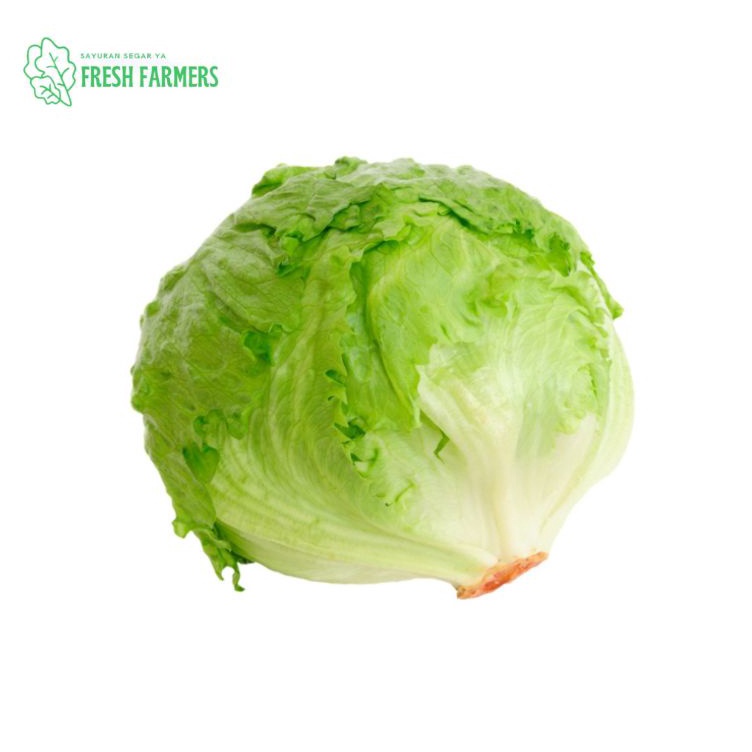 

>V44859) Lettuce Head / Selada Bokor / Letus per Kg