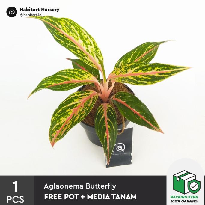 Aglaonema Butterfly - Tanaman Hias / Bibit Tanaman Aglonema