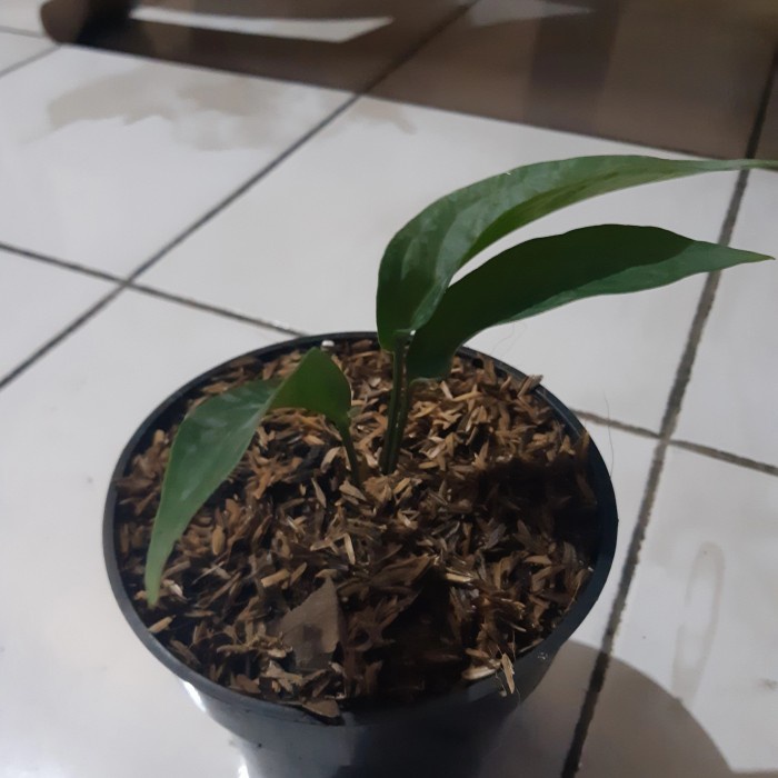 MUST HAVE ANTORIUM OBOR TERBARU