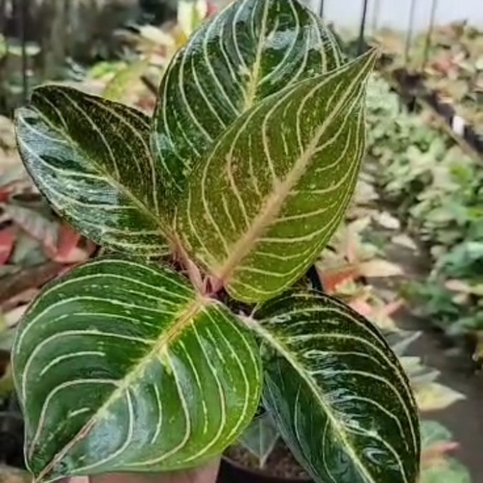 FLASH SALE TANAMAN HIAS AGLAONEMA AGLONEMA ESMERALDA GOLDEN TERLARIS