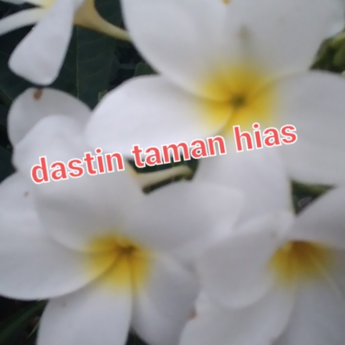 MUST HAVE TANAMAN KAMBOJA BUNGA SEPERTI GAMBAR TINGGI 1 METER TERBARU