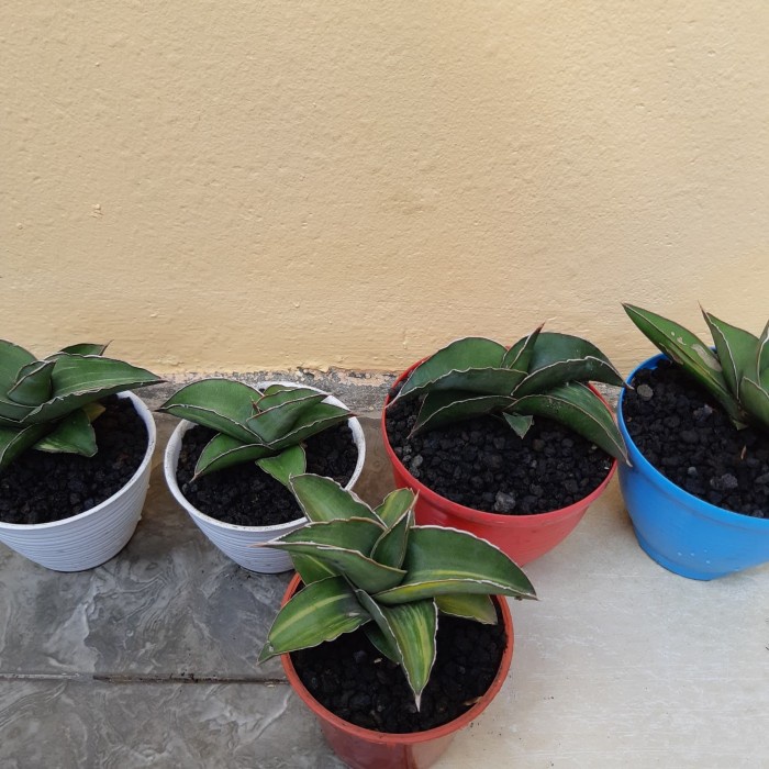 DISKON SPESIAL LAVRANOS 24561 VARIGATA TERMURAH