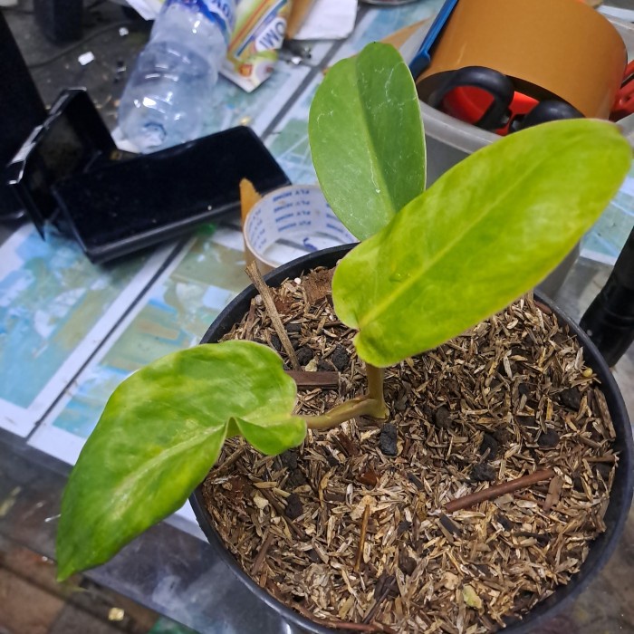 FLASH SALE PHILODENDRON JUNGLE FEVER VARIEGATA E TERMURAH